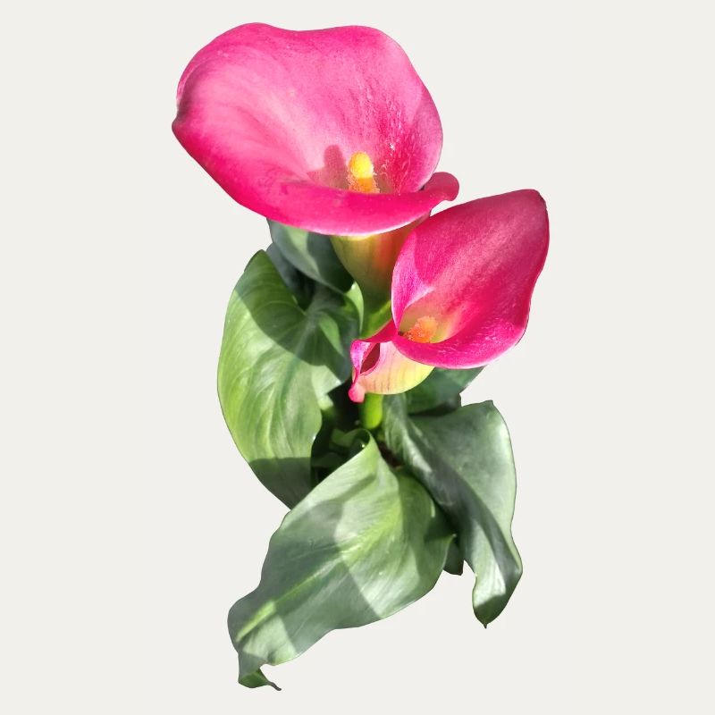 CALLASPink Calla Blütenzauber