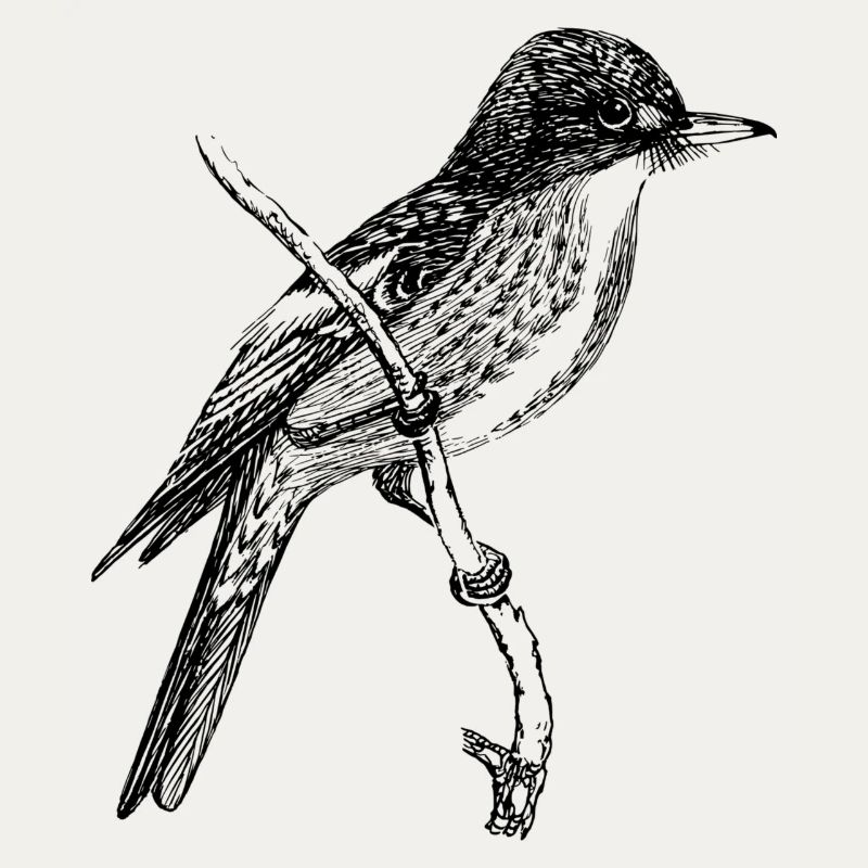 Vogel