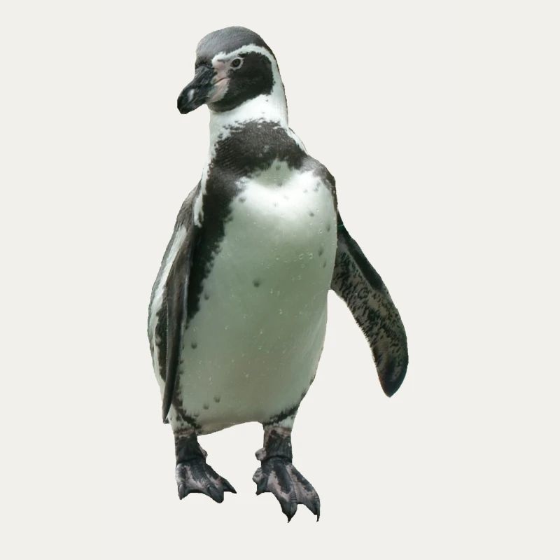 Pinguin