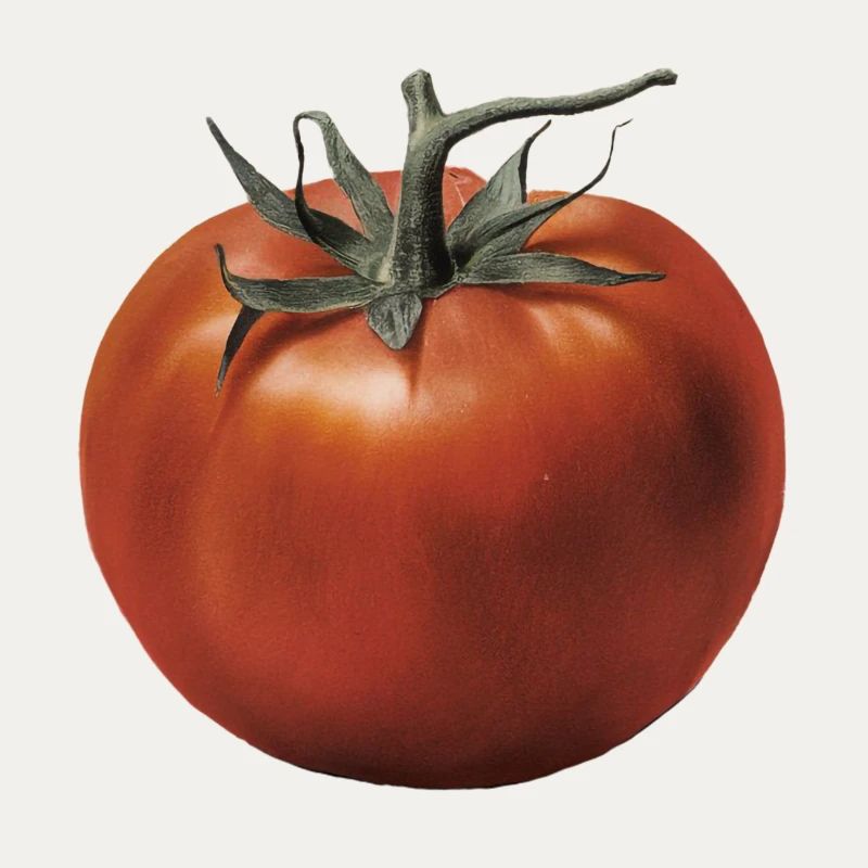 Rote Tomate