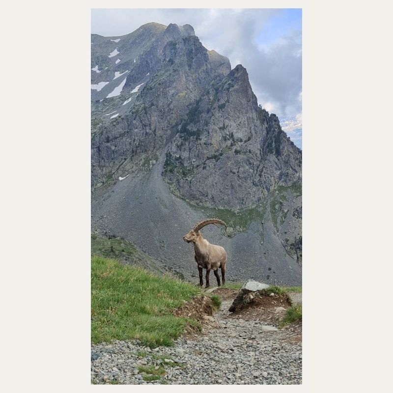 Steinbock