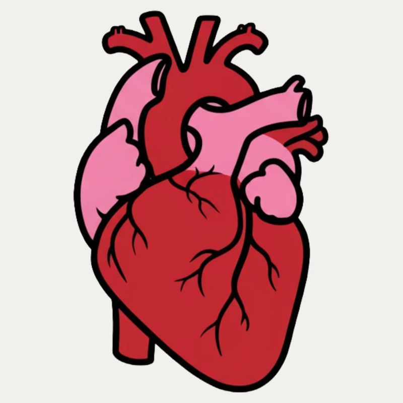 Anatomical Heart Realistic Organ Vector