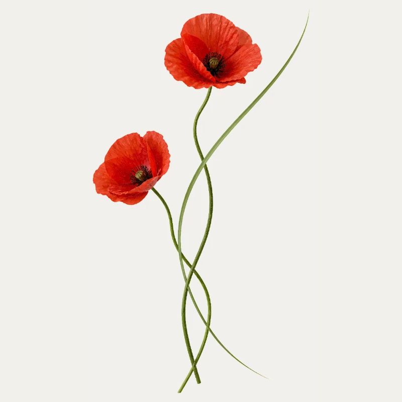 Coquelicots rouges élégants dans le style ikebana