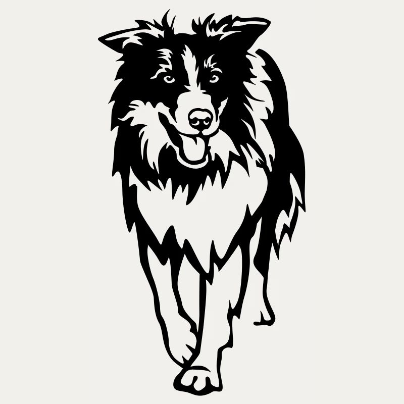 Border Collie