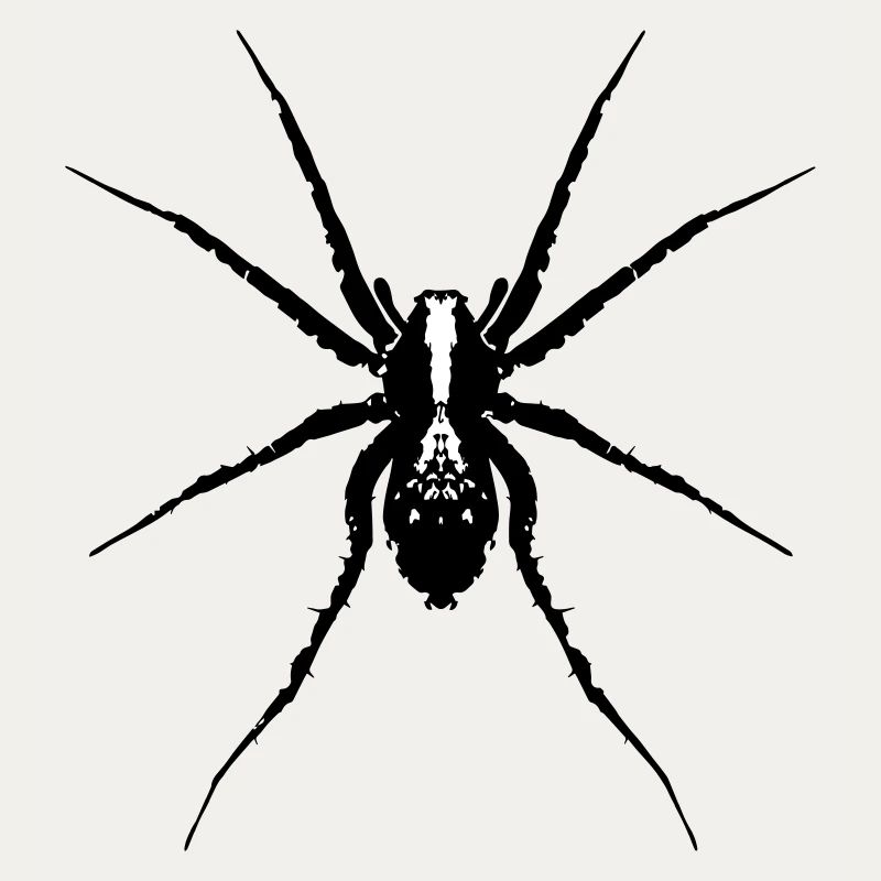 Spinne / Wolfsspinne