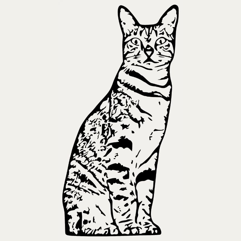 Chat, Chaton, Chat Tigre