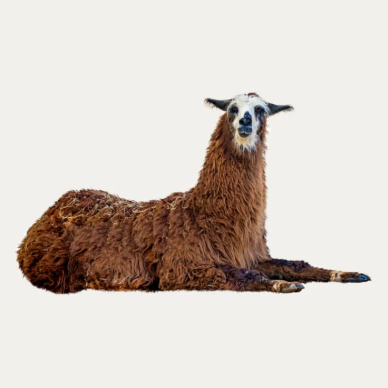 Lama
