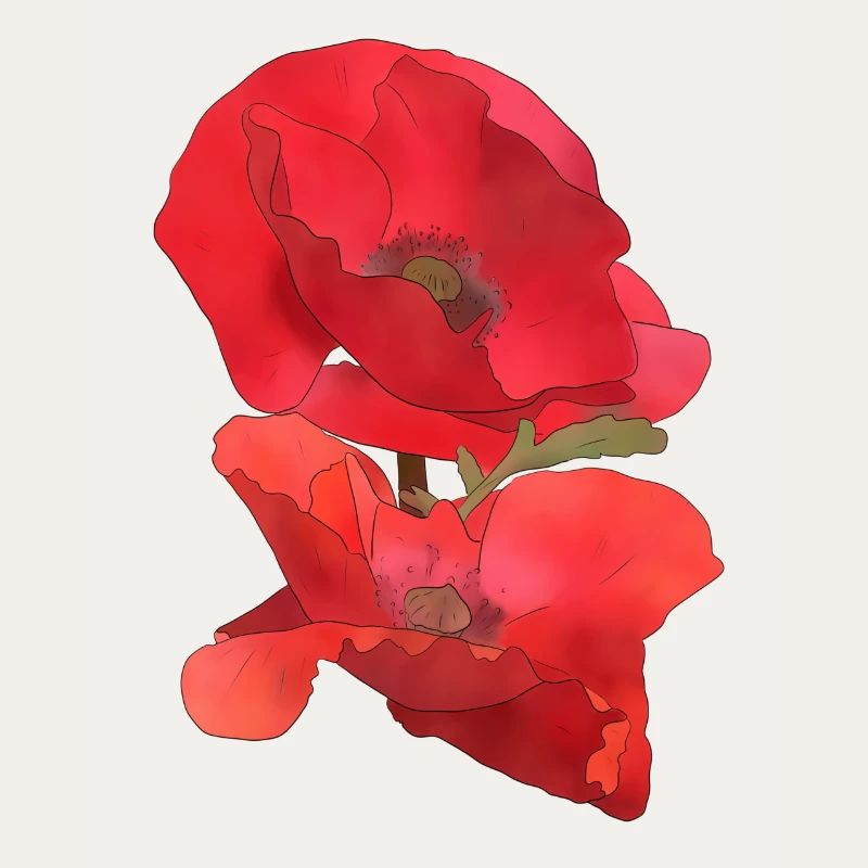 Mohn