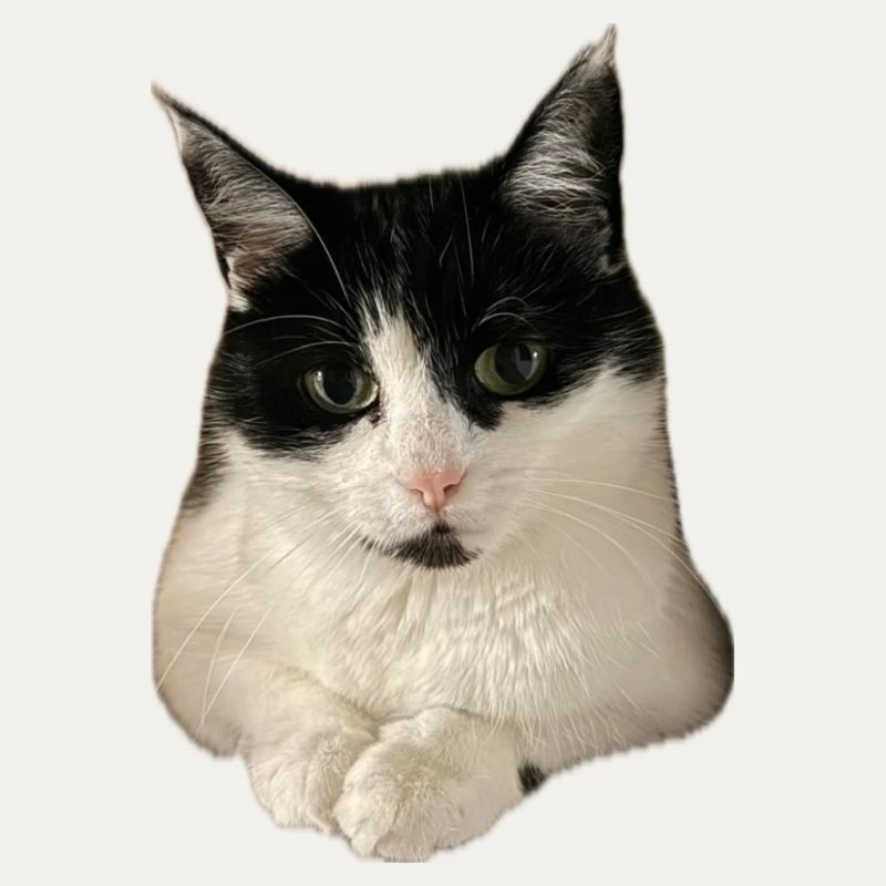 chat chat super mignon