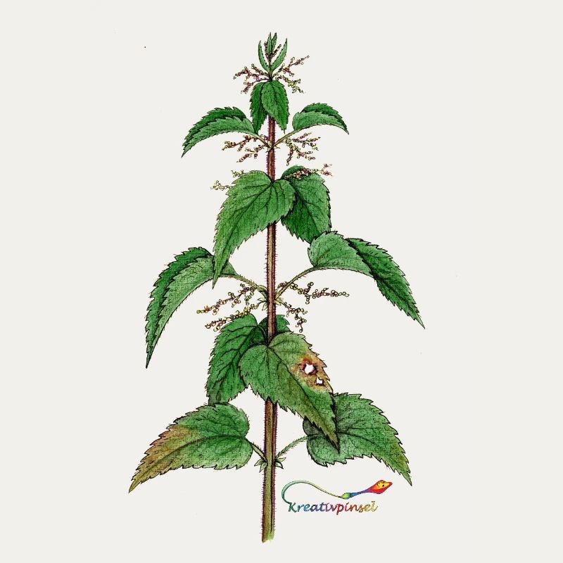 Nettle (Urtica dioica)