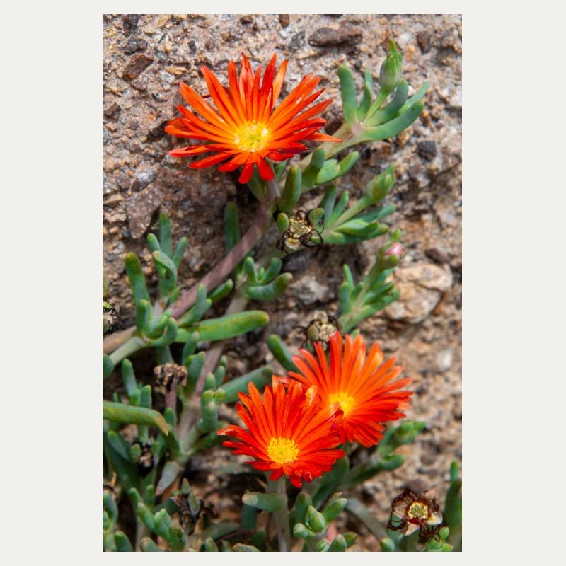 Hängende Eisblume Winterhartes Eis Delosperma