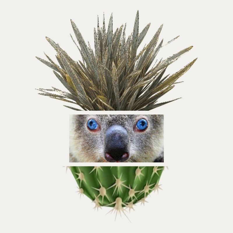 Koala Azur Cactus Collage