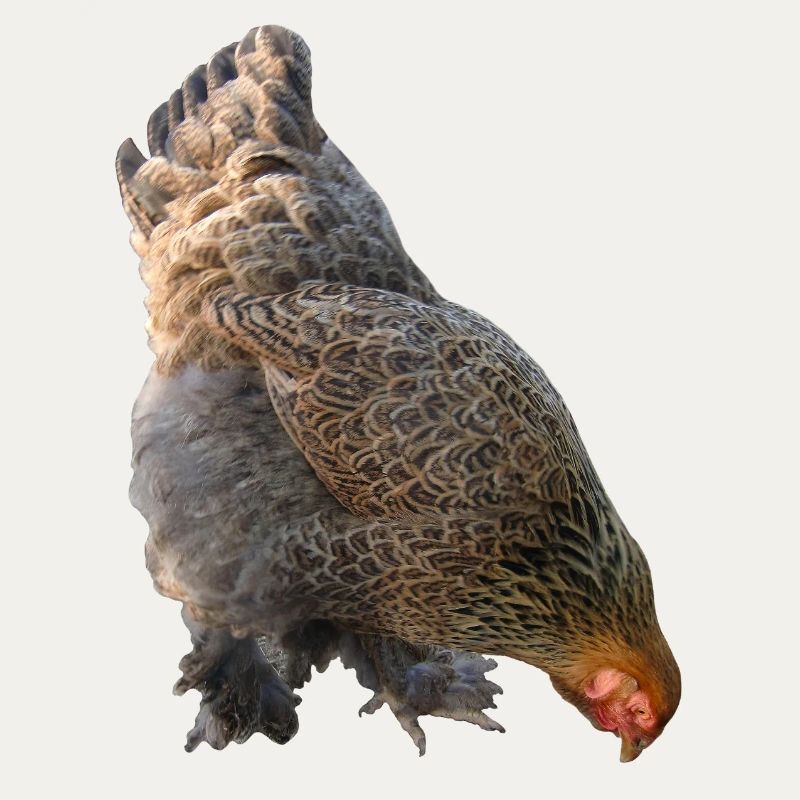 Huhn
