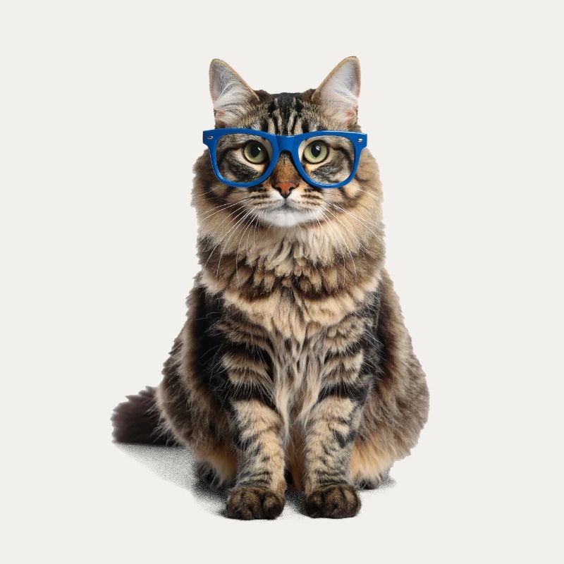 Getigerte Katze m blauer Brille – Good Pet Edition