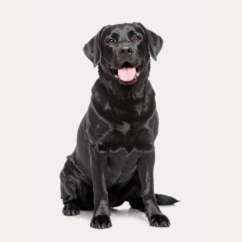 Black Labrador – Loyal, Lovable & Charming