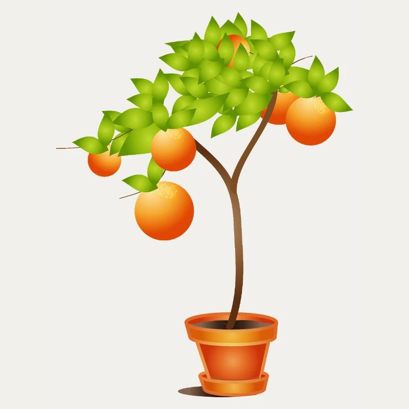 Petit oranger en pot de fleurs