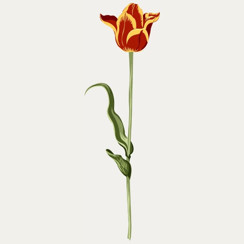 Evening tulip with warm colour gradient