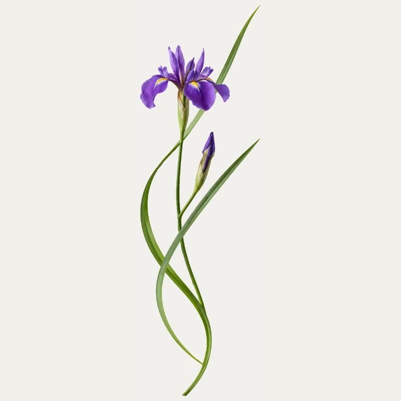 Iris dans le style zen japonais