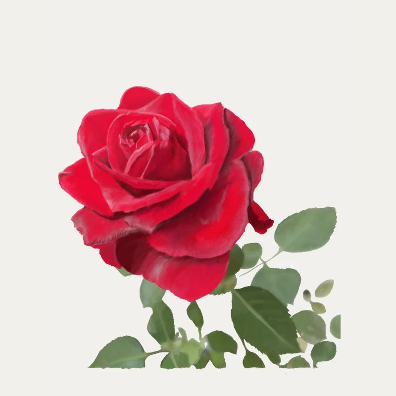 Rote Rose