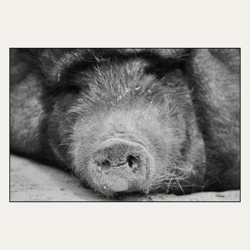 Le cochon avait <3