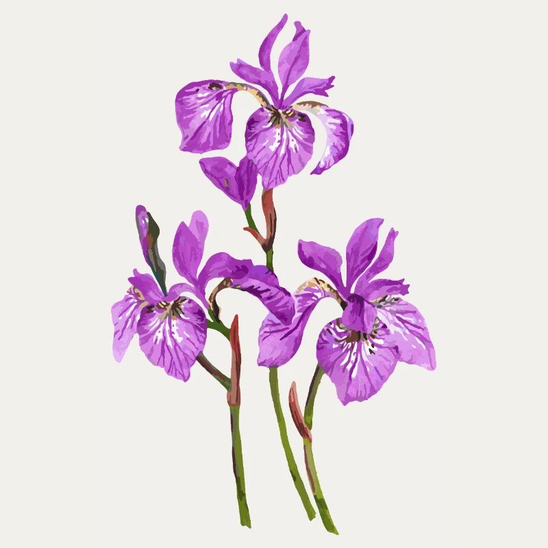 Fleur