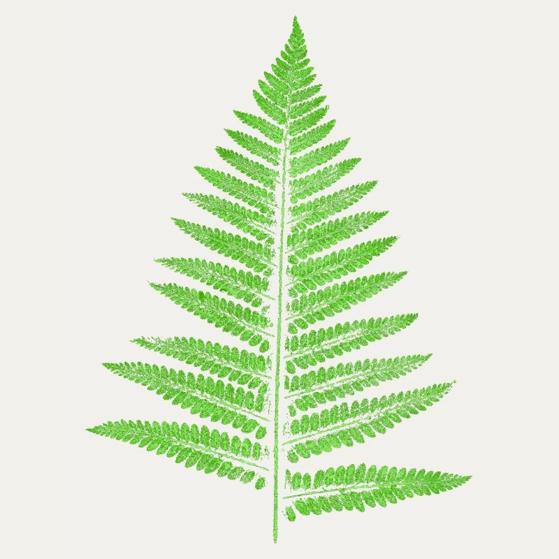 Leaf Fern - Botany Plants