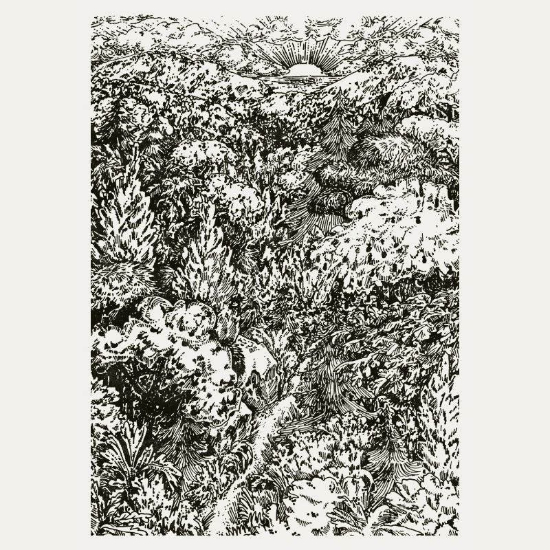 FORÊT À L’AUBE
