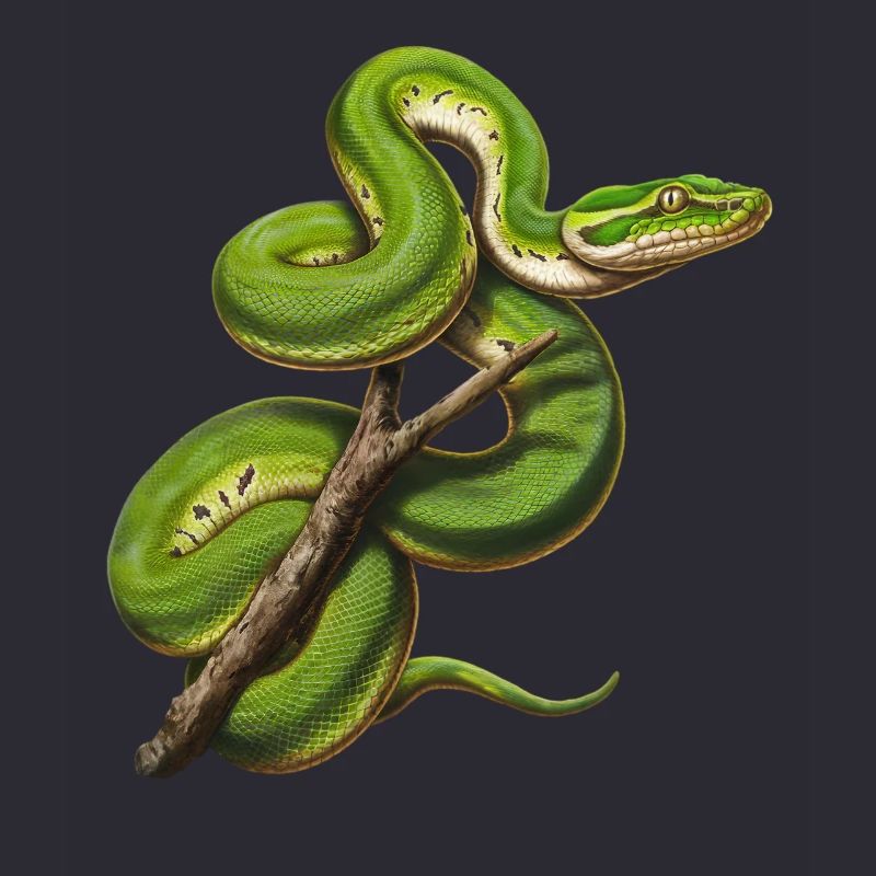 Green Tree Python Snakes Lover Terrarium