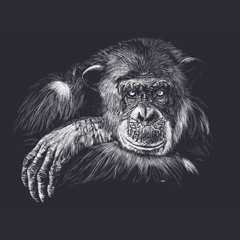 monkey