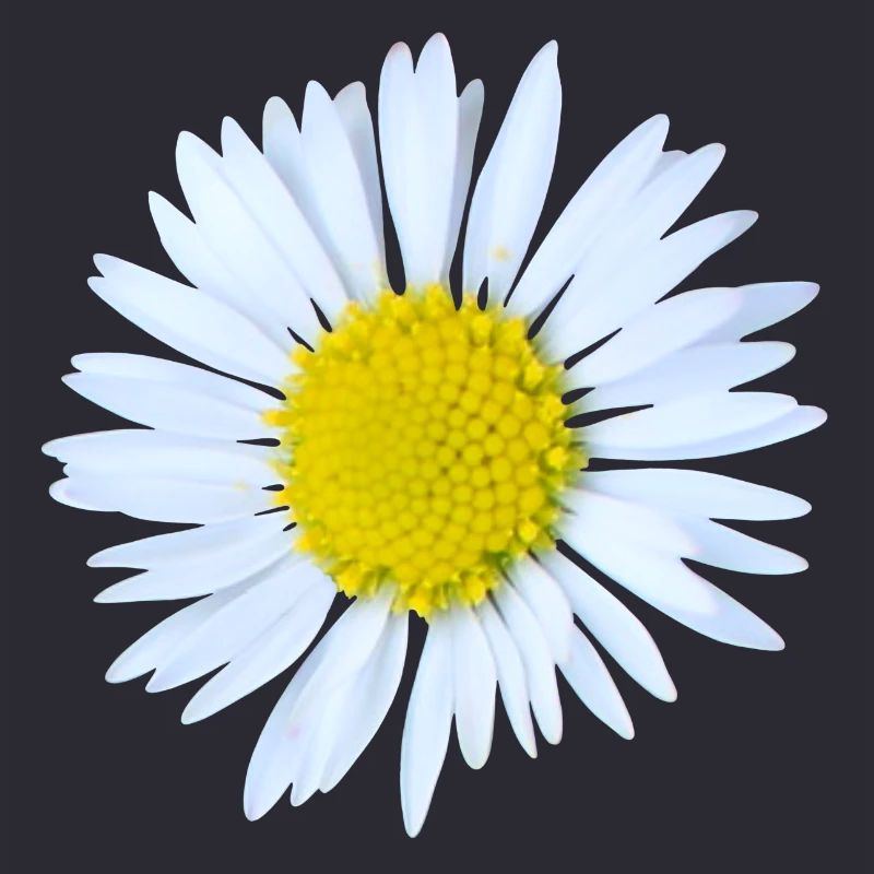 Daisy