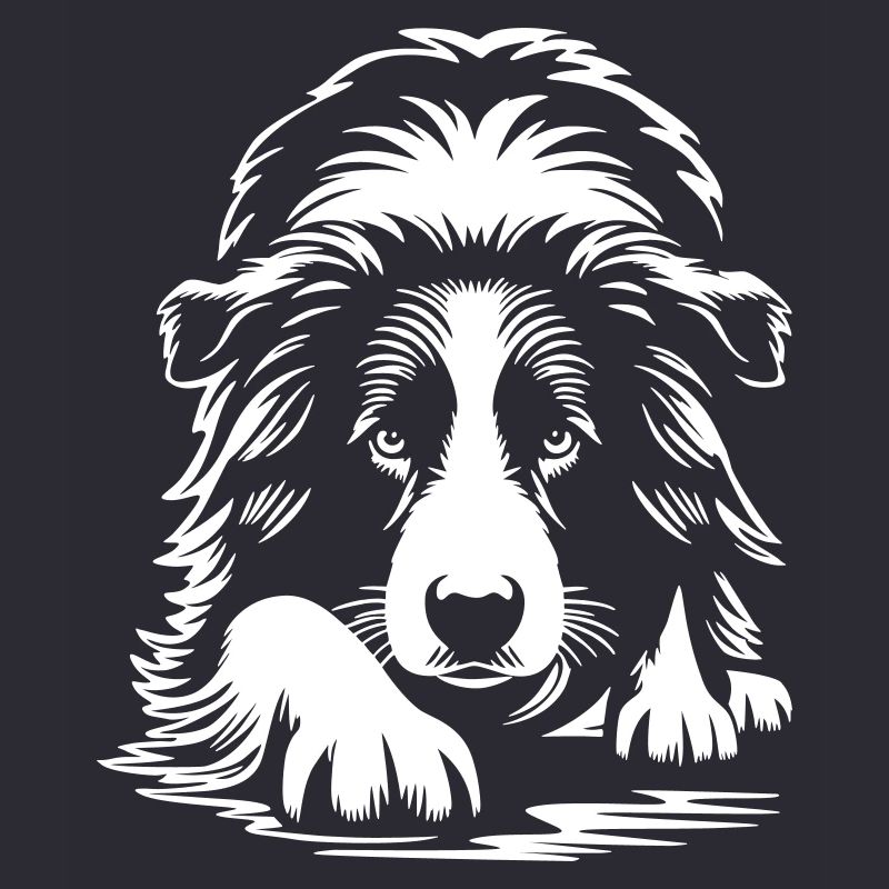 Border Collie "Black Edition"