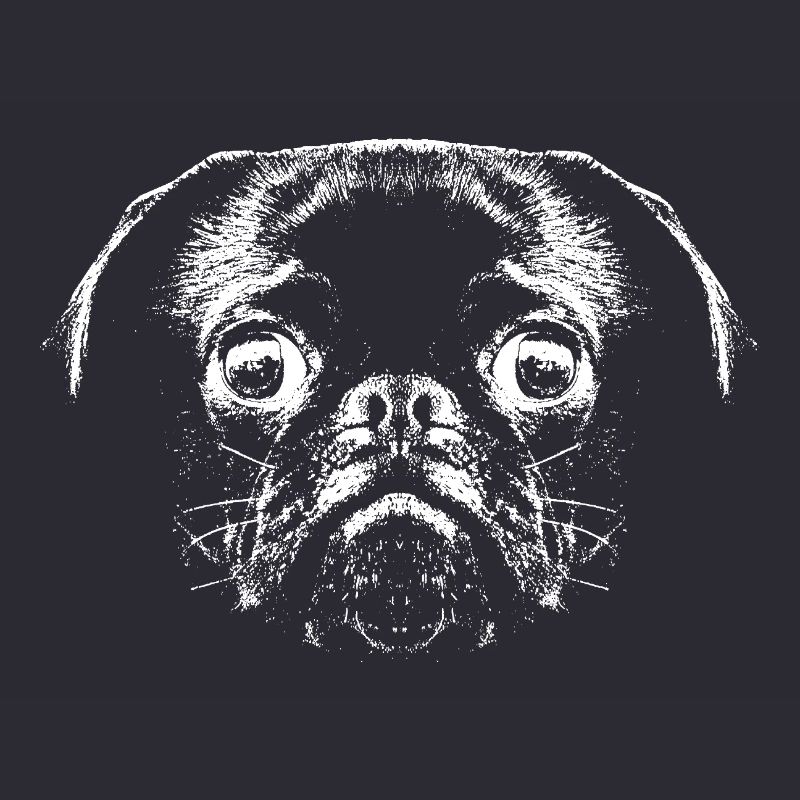 Pug / Face / Head