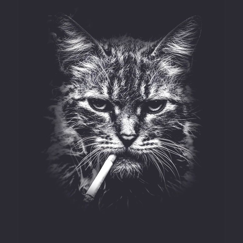 Rauchen, Zigarette, Katze raucht eine Zigarette
