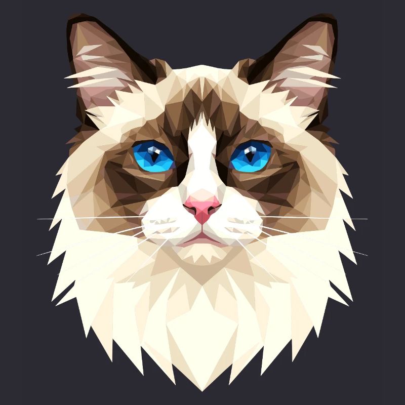 Ragdoll Chat Ragdoll Chat Mignons Chats Ragdoll
