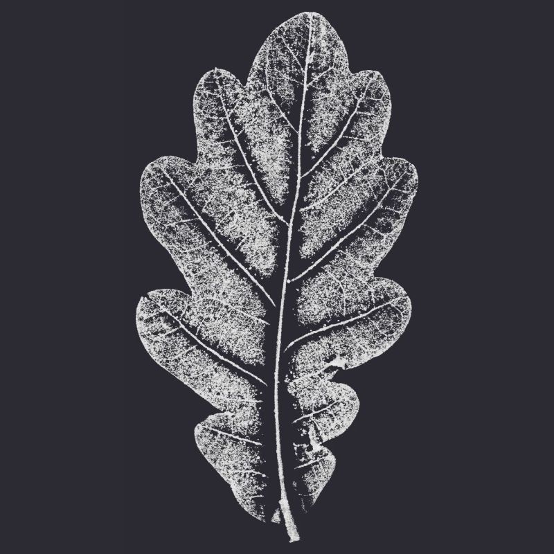 Leaf OAK / Oak Leaf WHITE