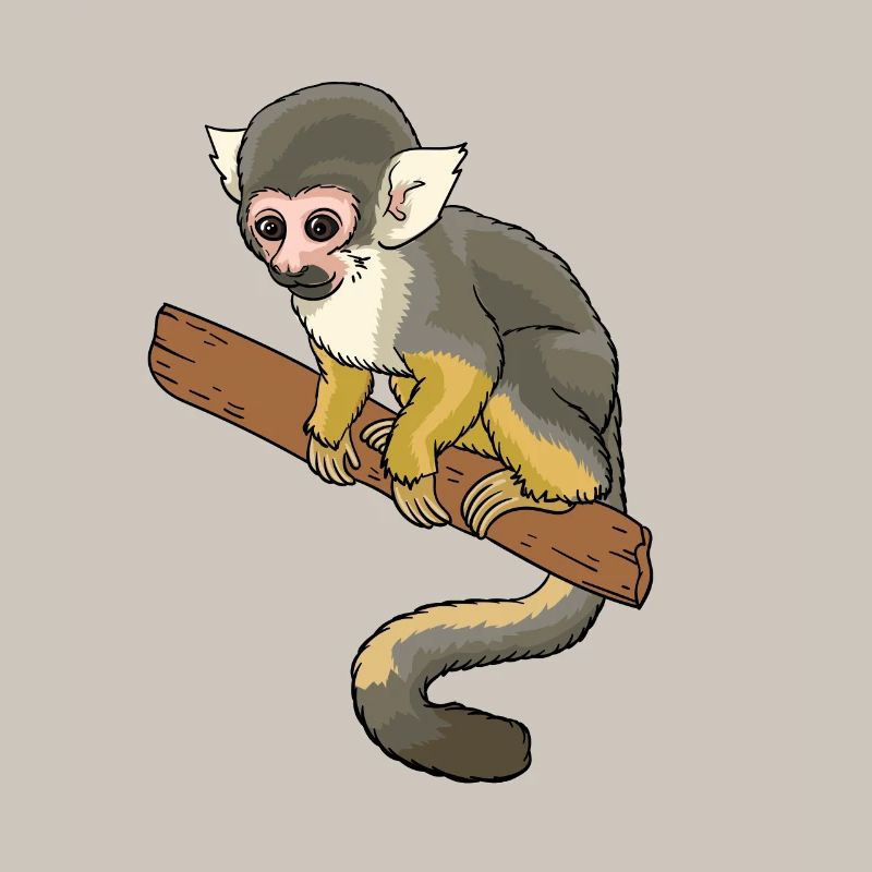 Squirrel monkey squirrel monkey primate