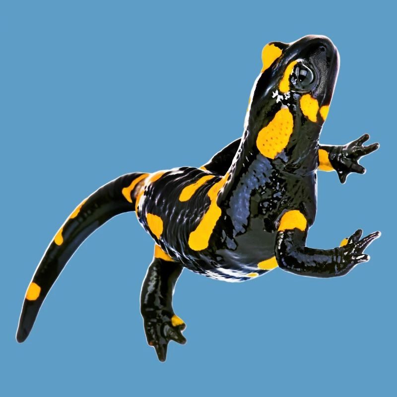 Feuersalamander
