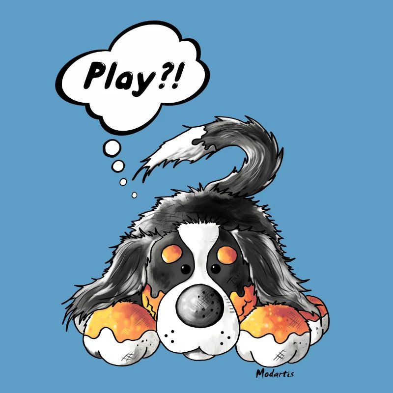 Playing Bernese Mountain Dog