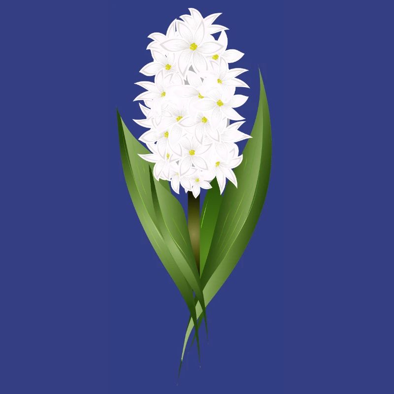 Jacinthe blanche – délicatesse sous forme de fleur