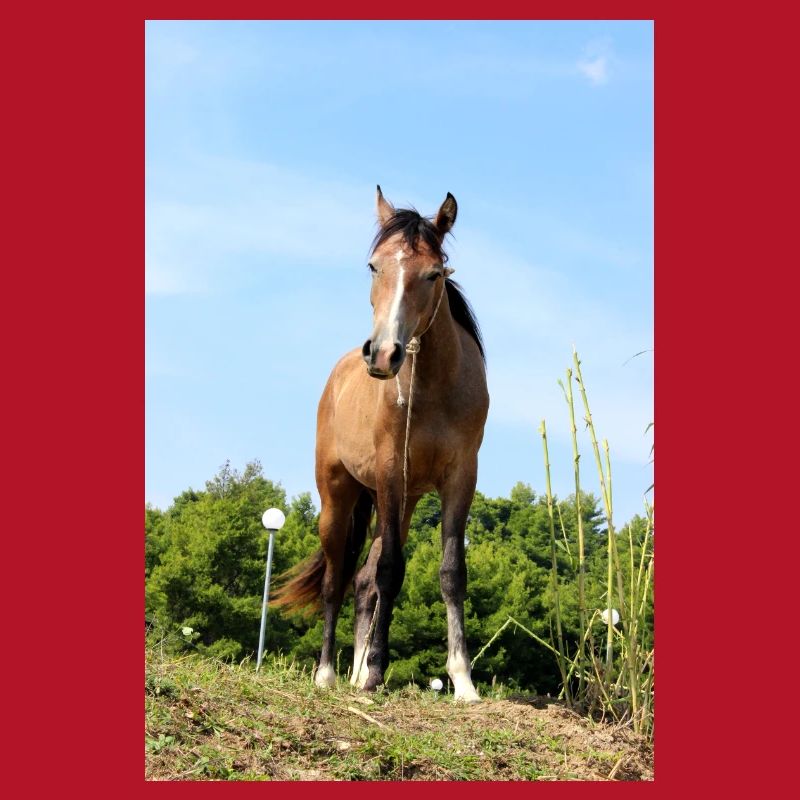 Affiche Cheval Cheval