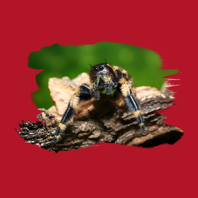 phidippus otiosus jumping spider, spring spinne