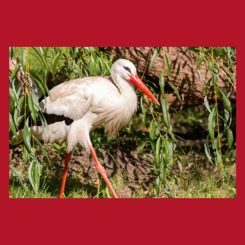 Weißstorch oder Klapperstorch