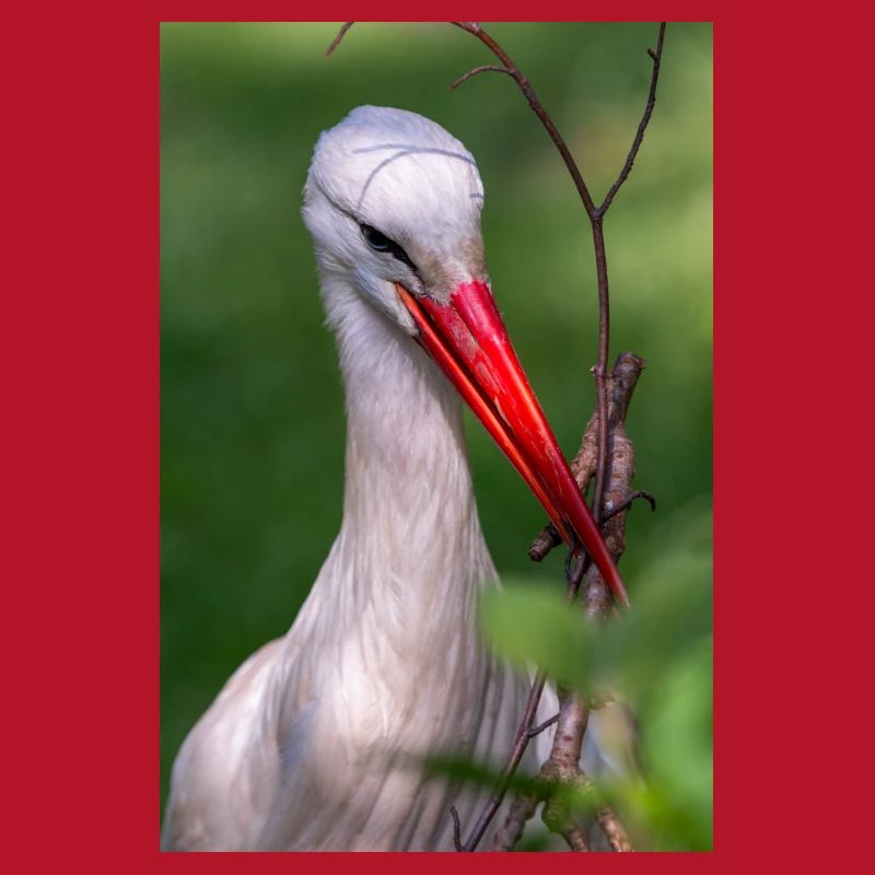 Weißstorch oder Klapperstorch