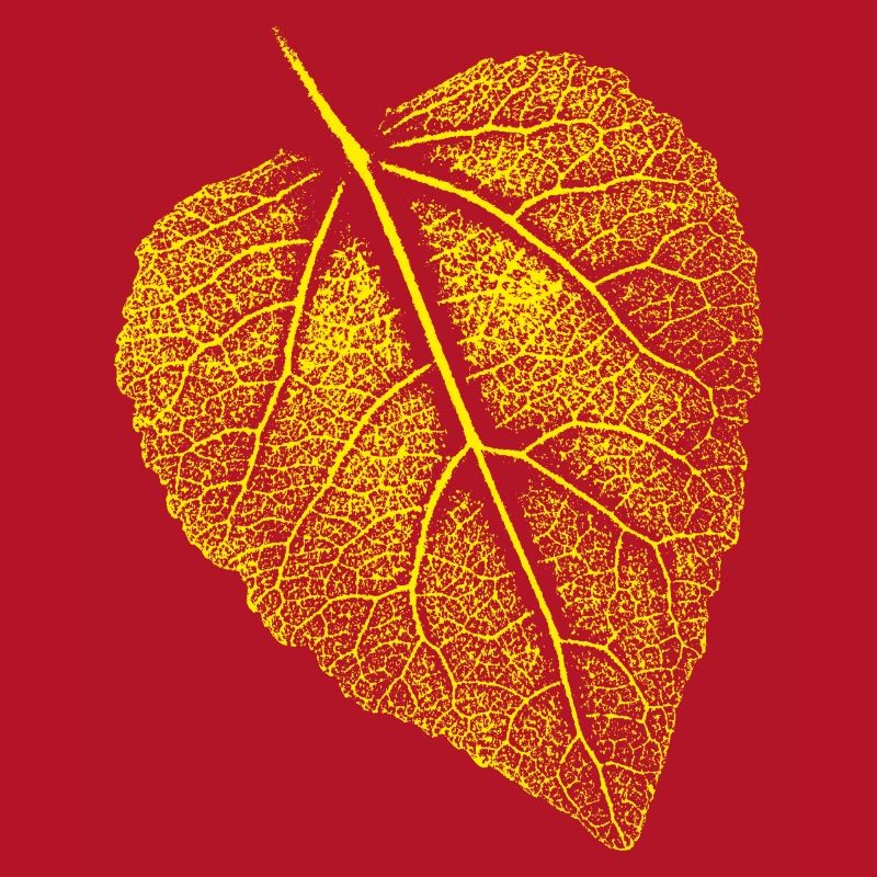 Linden leaf / Leaf Linde