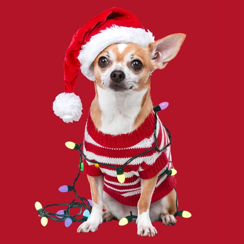 Chihuahua Pull de Noël Chien Mignon