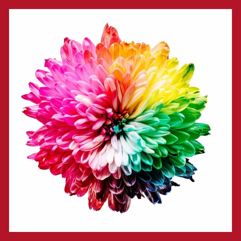 Regenbogen Blüte Explosion