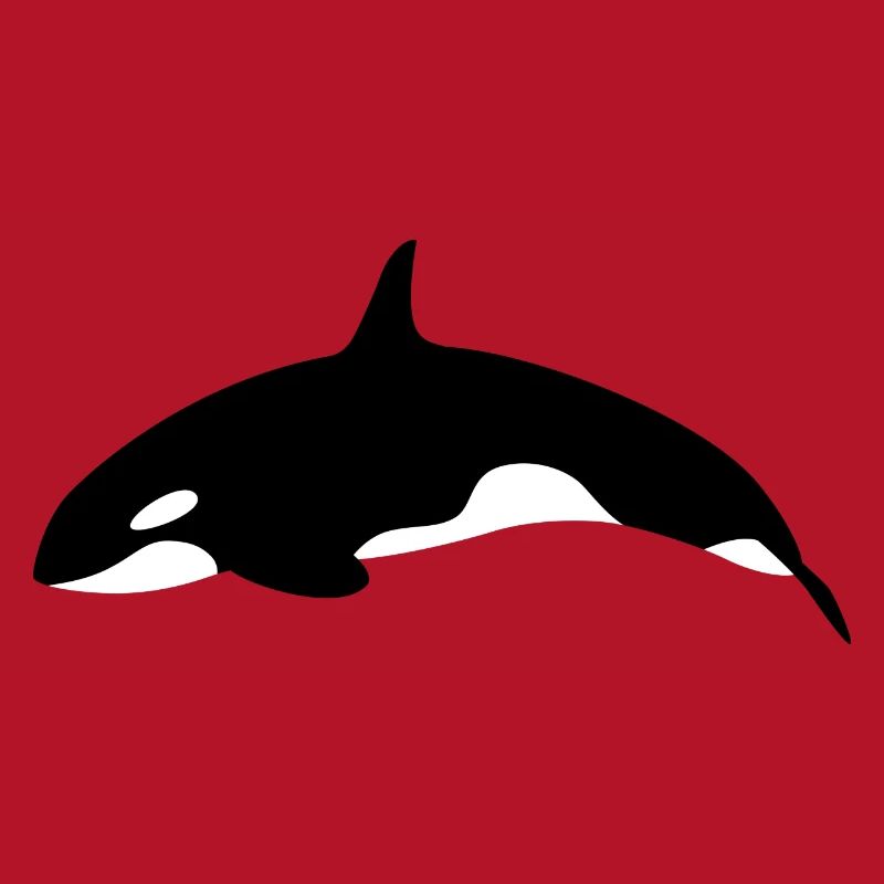 Orca Wal springender Orca Wal von der Seite