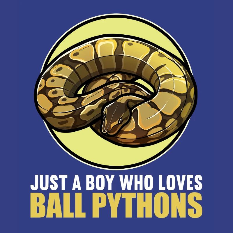 Ball Python Königspythons Königspython