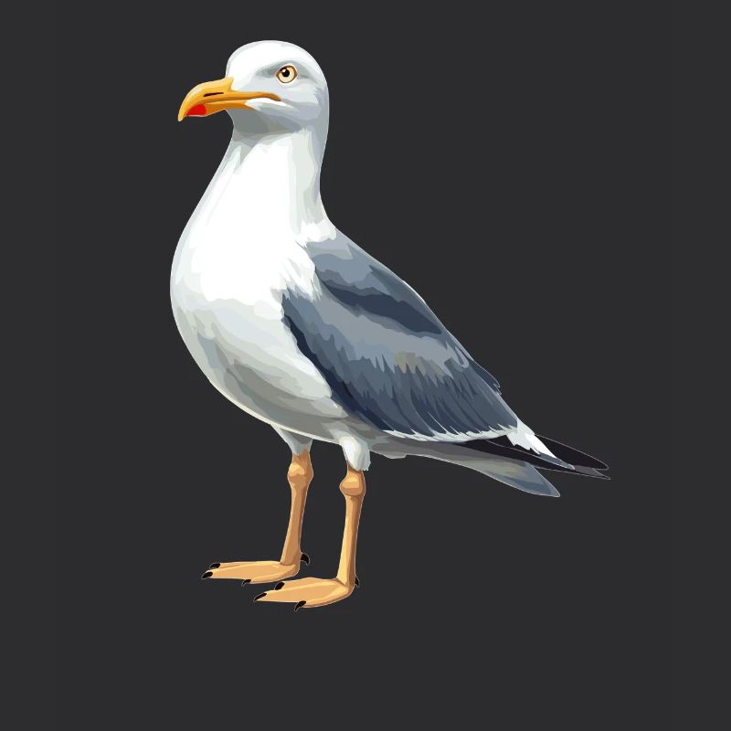 Möwen Möwe