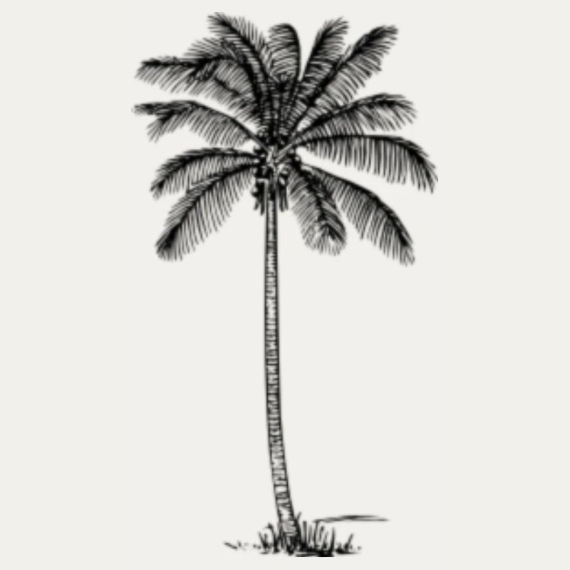 palm